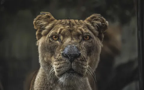 Close-up portrait of a lioness