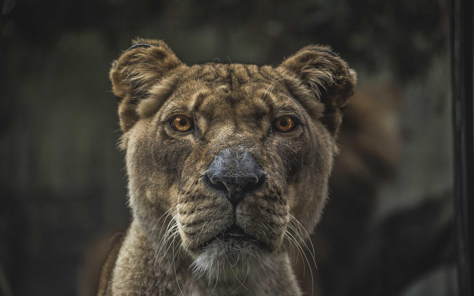Close-up portrait of a lioness