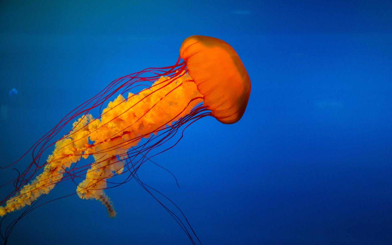 Orange jellyfish drifting in deep blue water